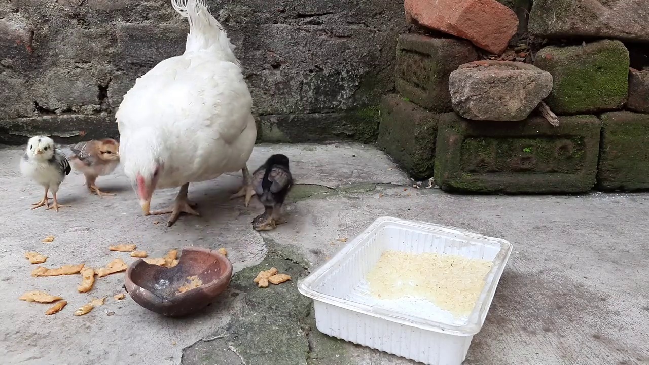 白色母鸡喂她的小鸡。她教她的孩子如何寻找食物和啄它。视频素材