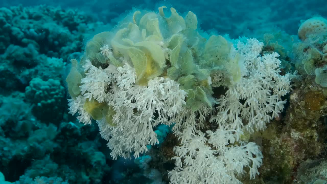 褐藻孔雀尾(Padina pavonica)侵入白脉软珊瑚(Heteroxenia fuscesens)的领地。这是富营养化(海水中有机物增加)的结果。4 k-60fps视频素材