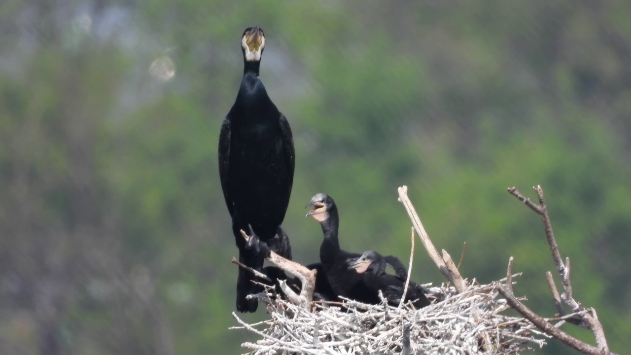 鸬鹚(Phalacrocorax)和它的宝宝/韩国视频素材