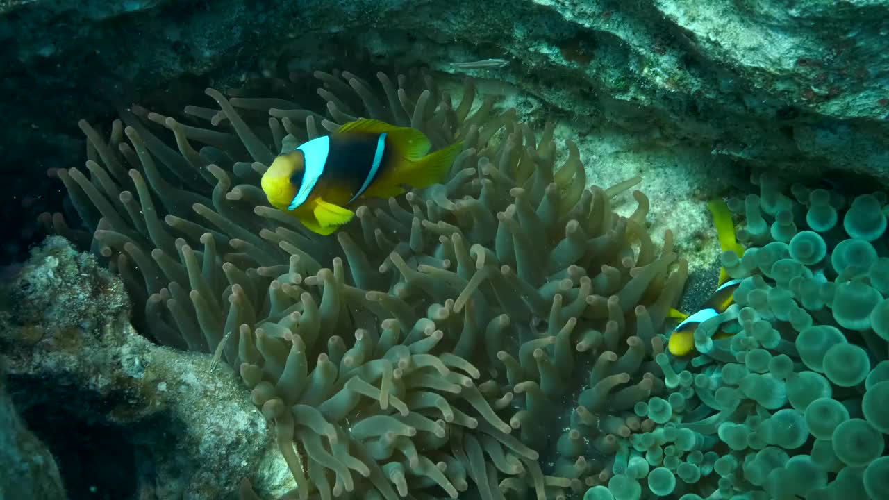 小丑鱼在硬珊瑚(Porites lutea)裂缝中的海葵上游泳。红海海葵鱼或三带海葵鱼。相机移动回来。4 k-60fps视频素材