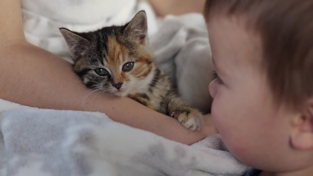 肖像小男孩抚摸着猫斑猫的手指，第一个情绪视频素材