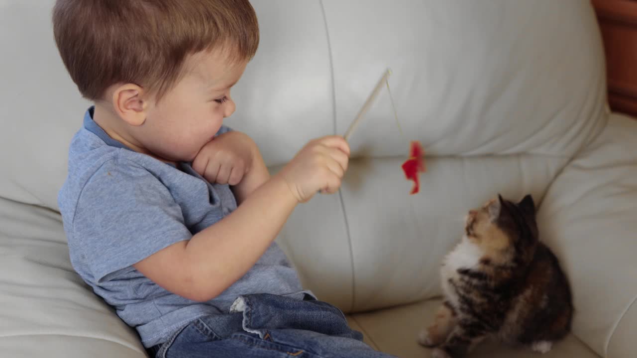 小男孩在家里的沙发上和棕黄色的小猫玩红色的蝴蝶结视频素材