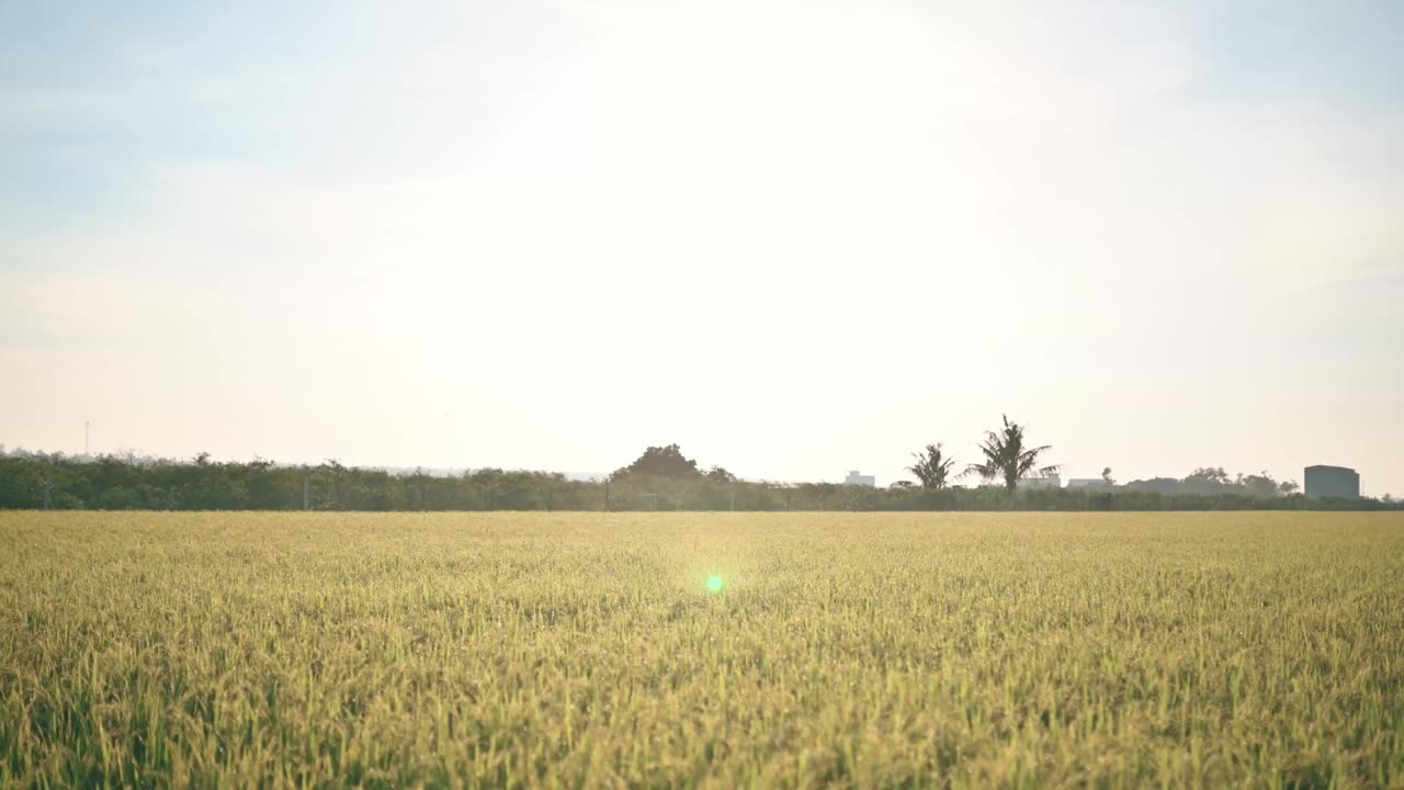 在日出的时候，塞金chan农田视频素材