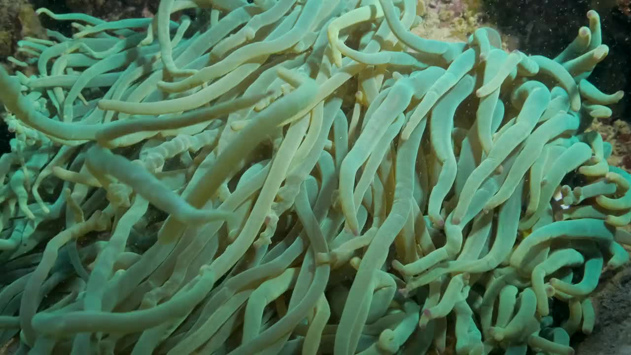 小丑鱼在海葵的特写。红海海葵鱼或三带海葵鱼。4 k-60fps视频素材