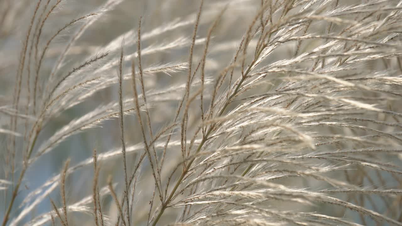 芦苇草的花视频素材