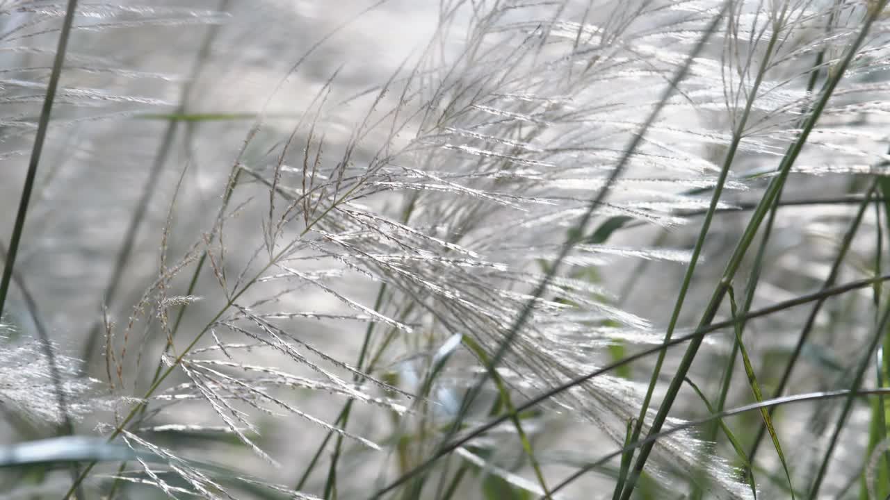 芦苇草的花视频素材