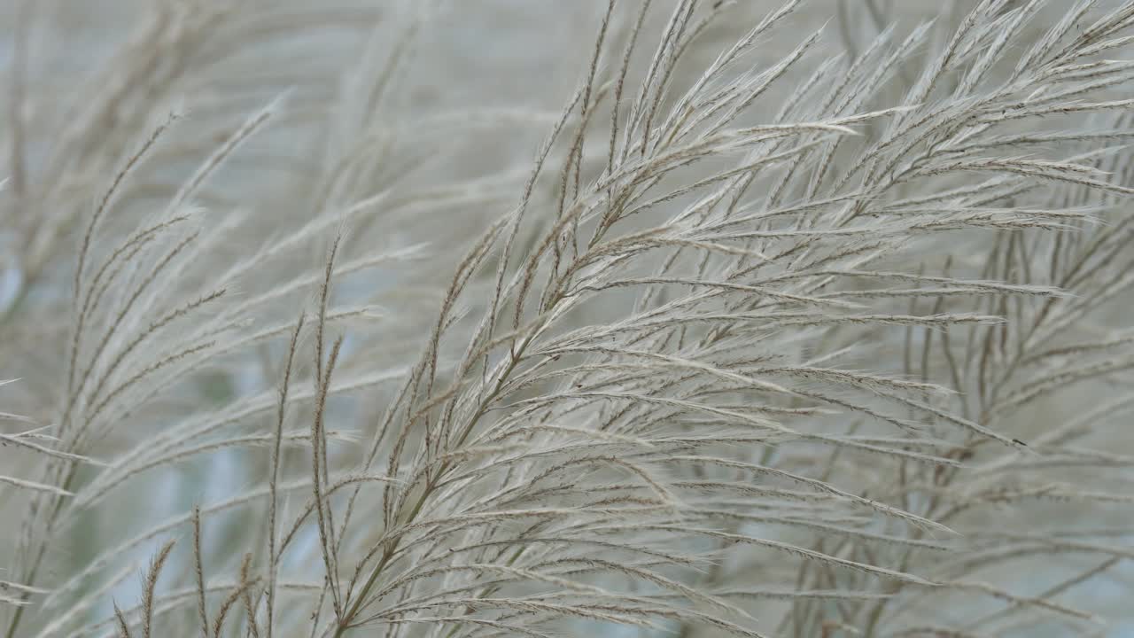 芦苇草的花视频素材