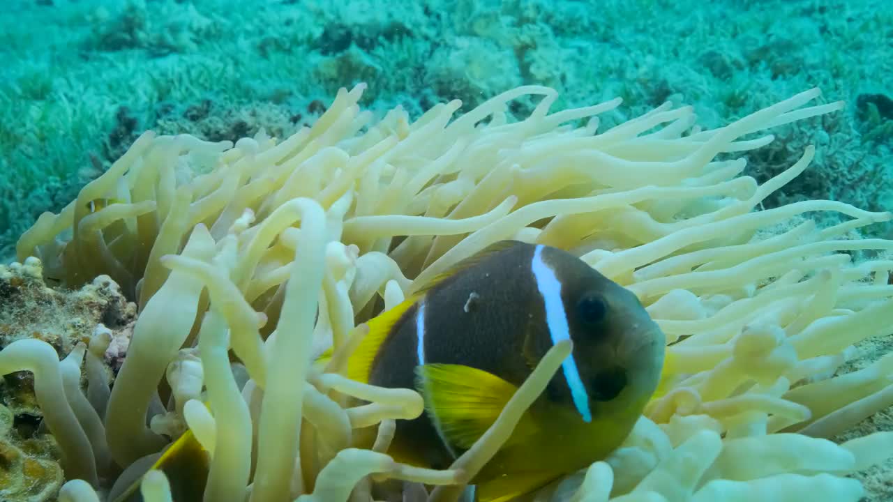 小丑鱼在海葵。红海海葵鱼或三带海葵鱼。4 k-60fps视频素材