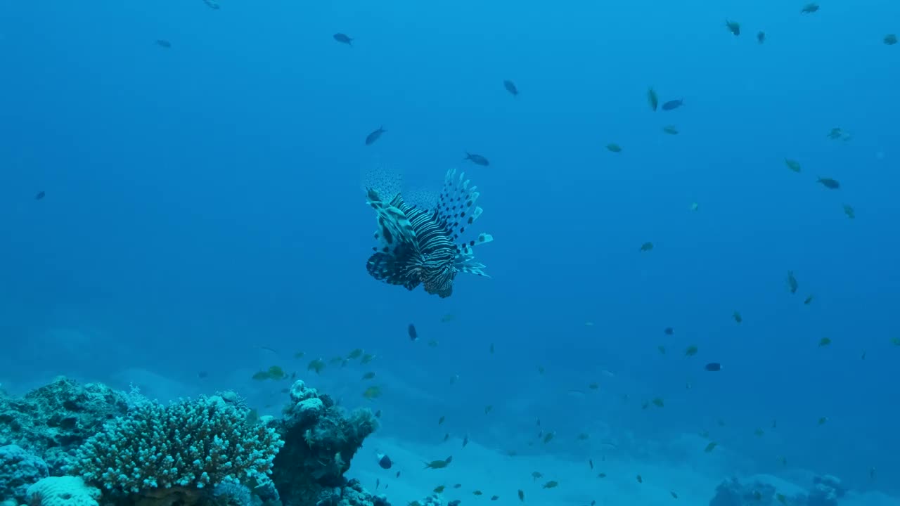 狮子鱼在珊瑚礁附近的蓝色海水中游泳的特写。红狮鱼…4 k-60fps视频素材