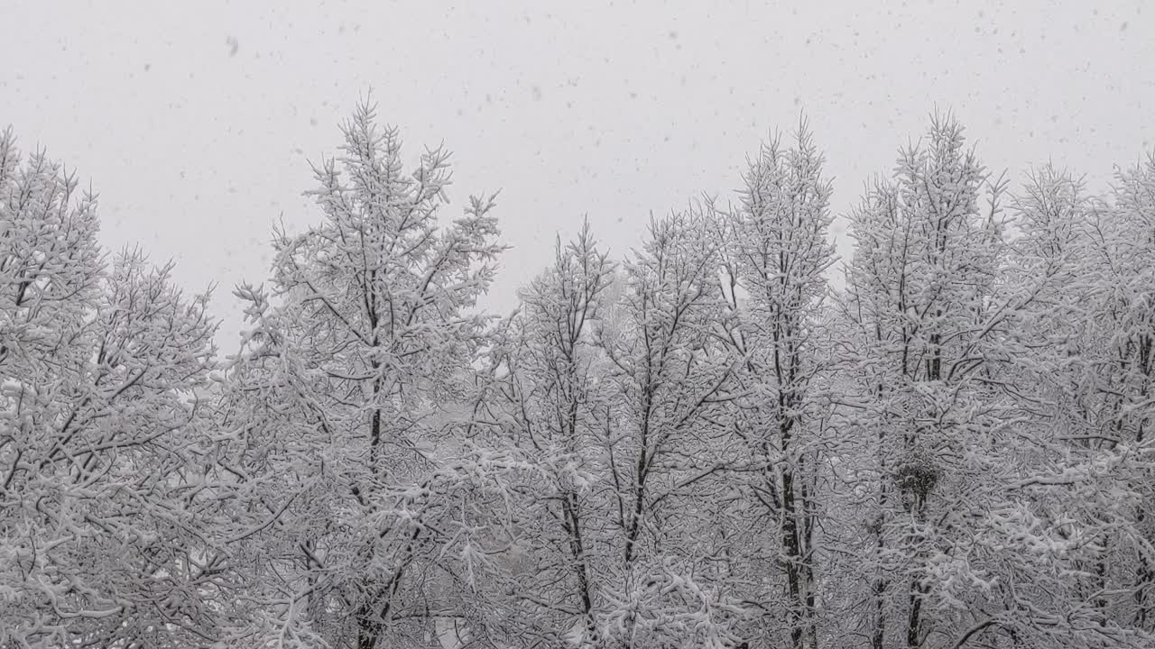 雪花落在树枝上视频素材