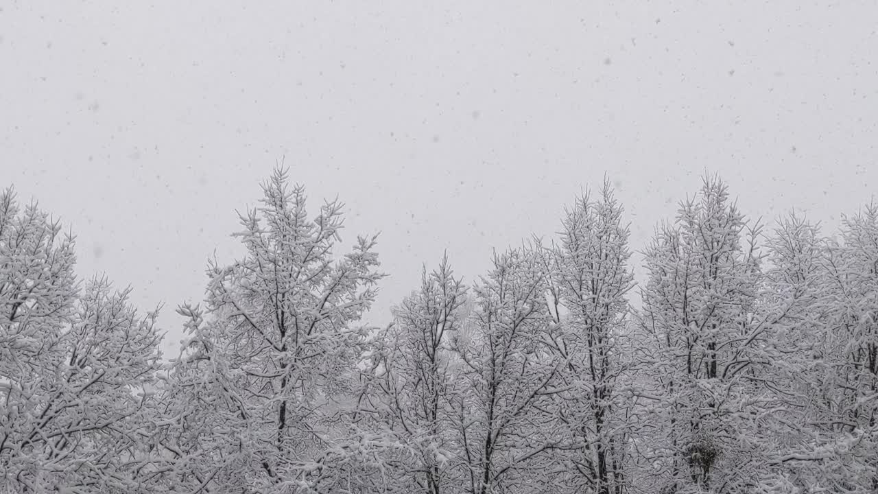 雪花落在树枝上视频素材