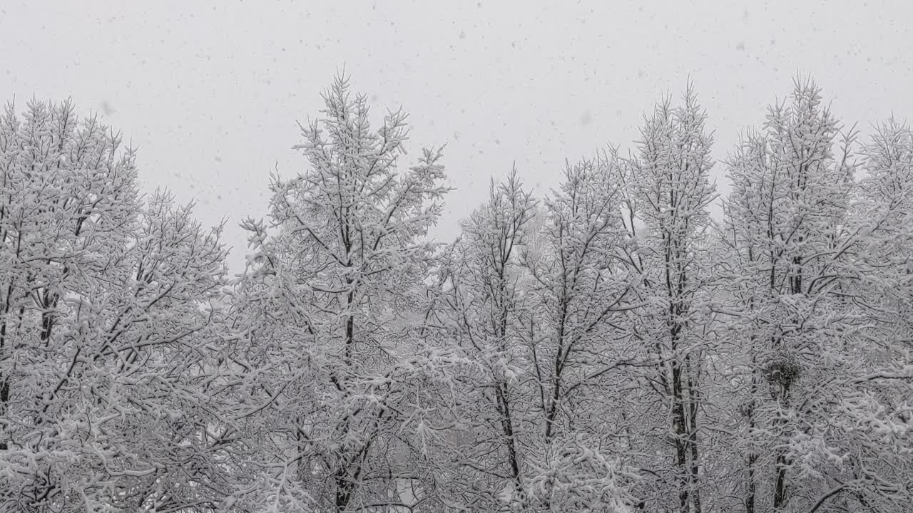 雪花落在树枝上视频素材