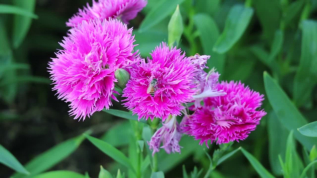 小蜜蜂收集花蜜在一个粉红色康乃馨花的镜头视频素材