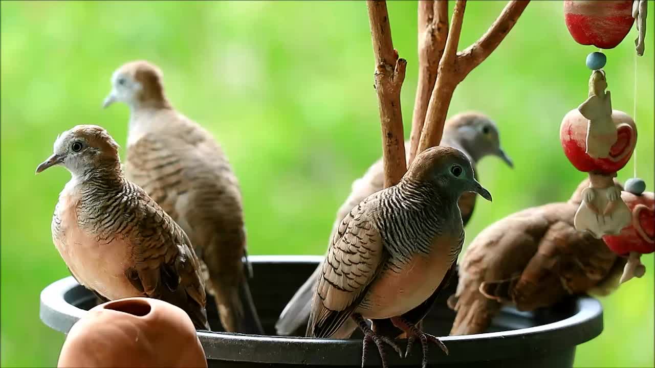 一群三只成年斑鸠和两只年轻的野生斑鸠在阳台的花盆上休息视频素材