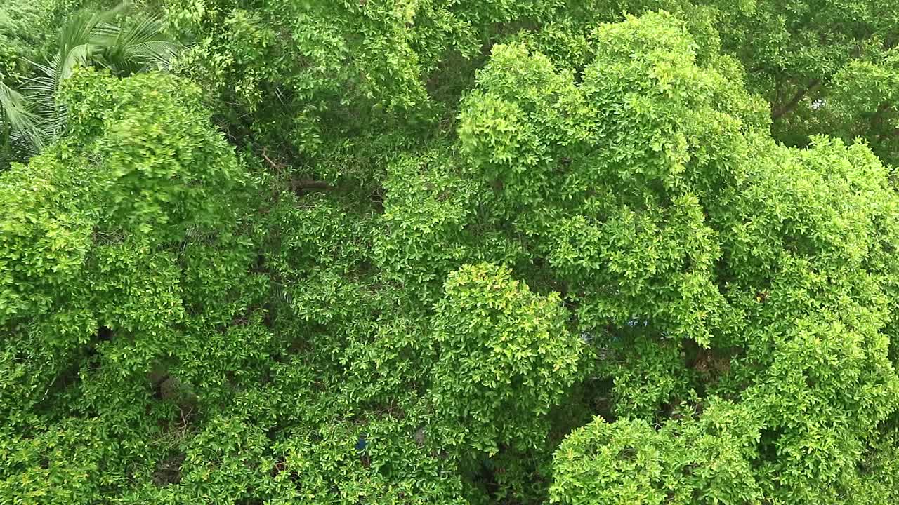 充满活力的绿色树叶在强烈的季风下开始下雨的镜头视频素材