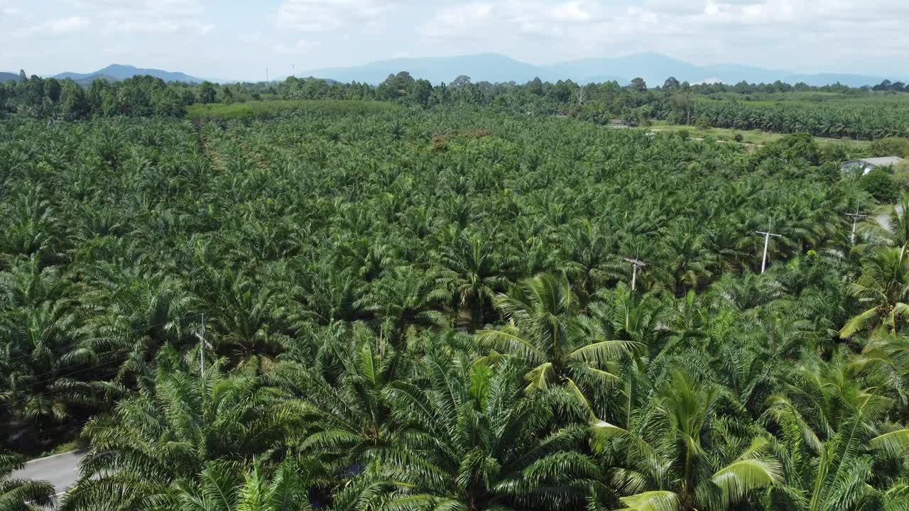 油棕种植园视频下载