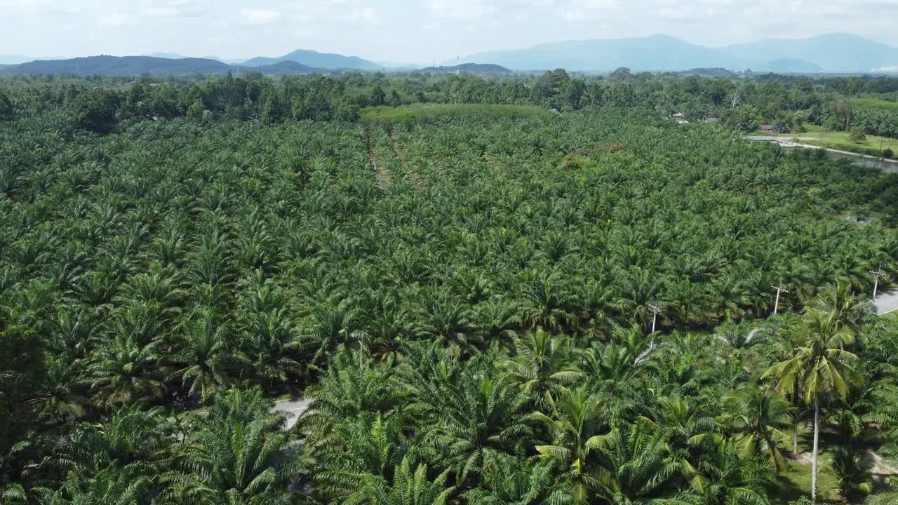 油棕种植园视频下载