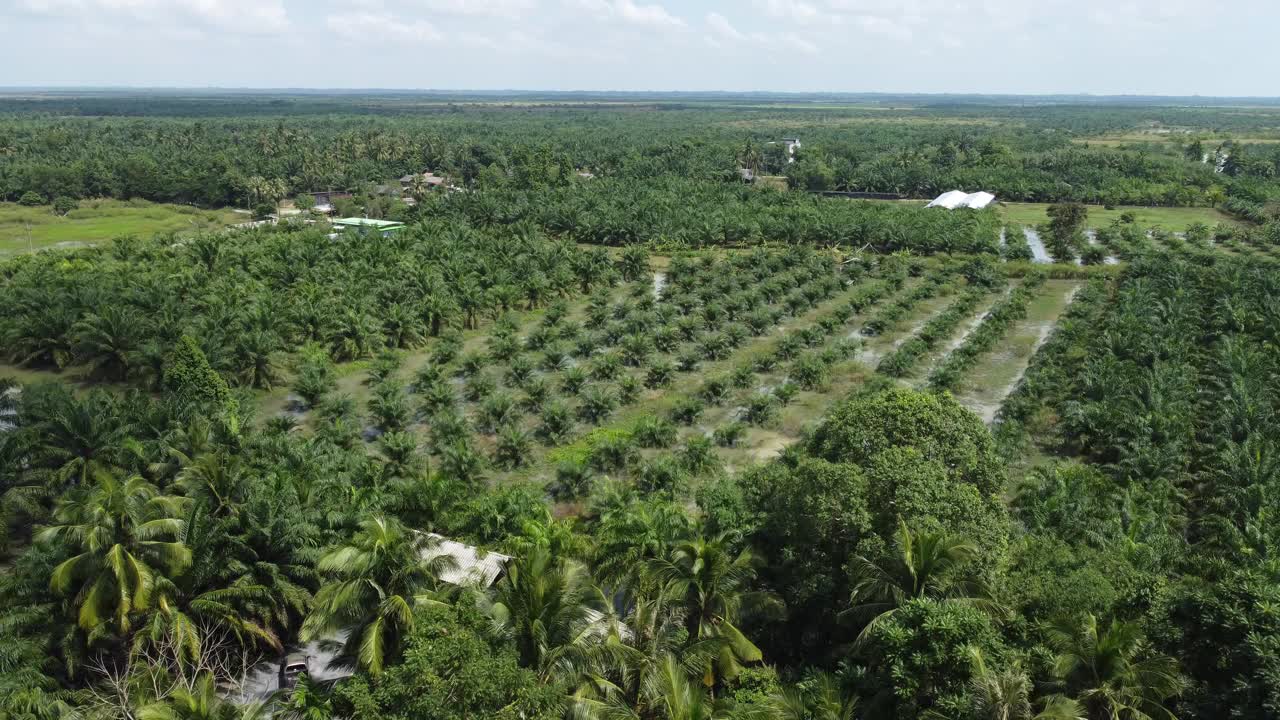 油棕种植园视频下载