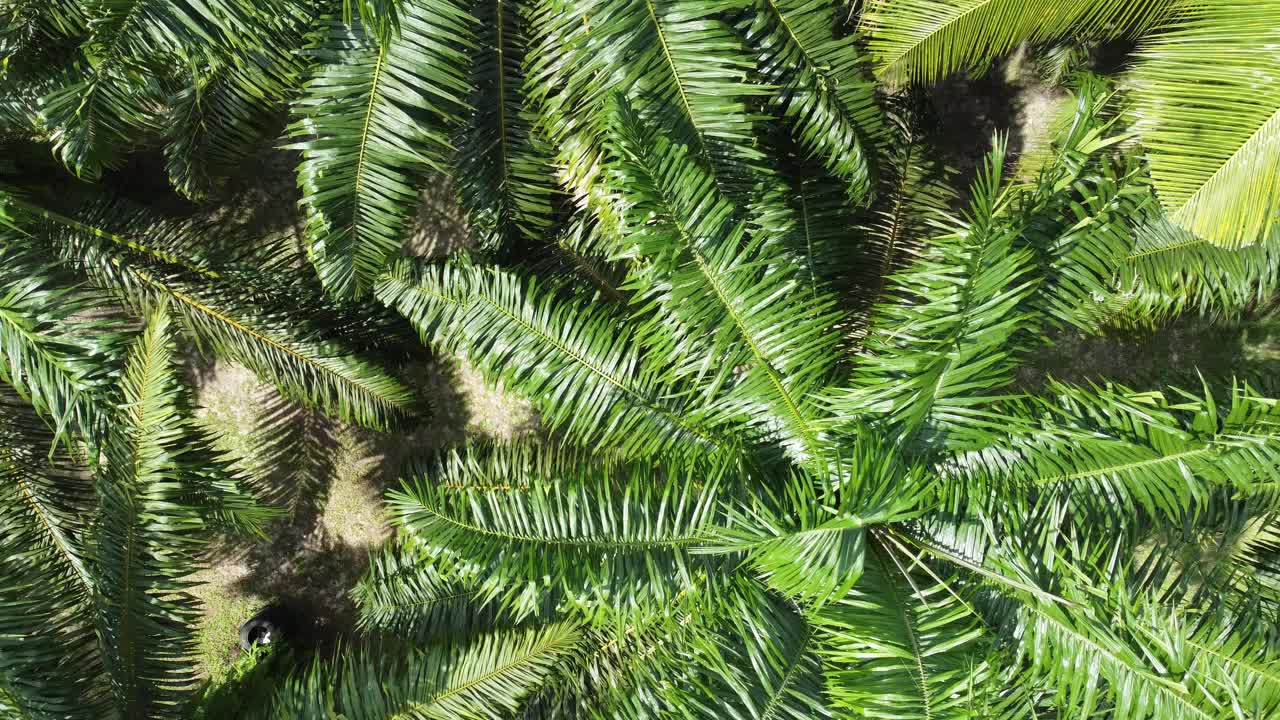 油棕种植园视频下载