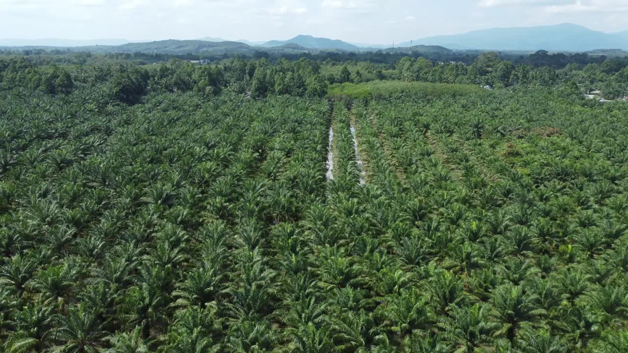 油棕种植园视频素材