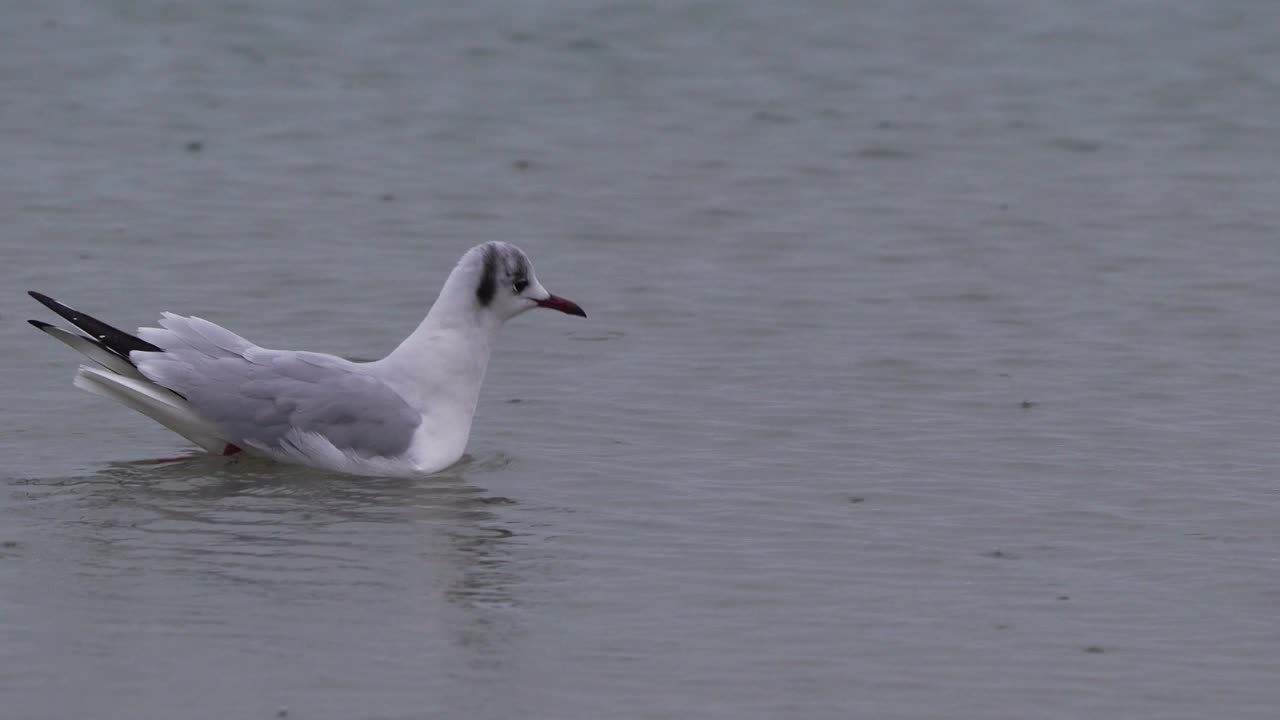 一只穿着冬季羽毛的黑头鸥(chricocephalus ridibundus)在海滩上游泳视频素材