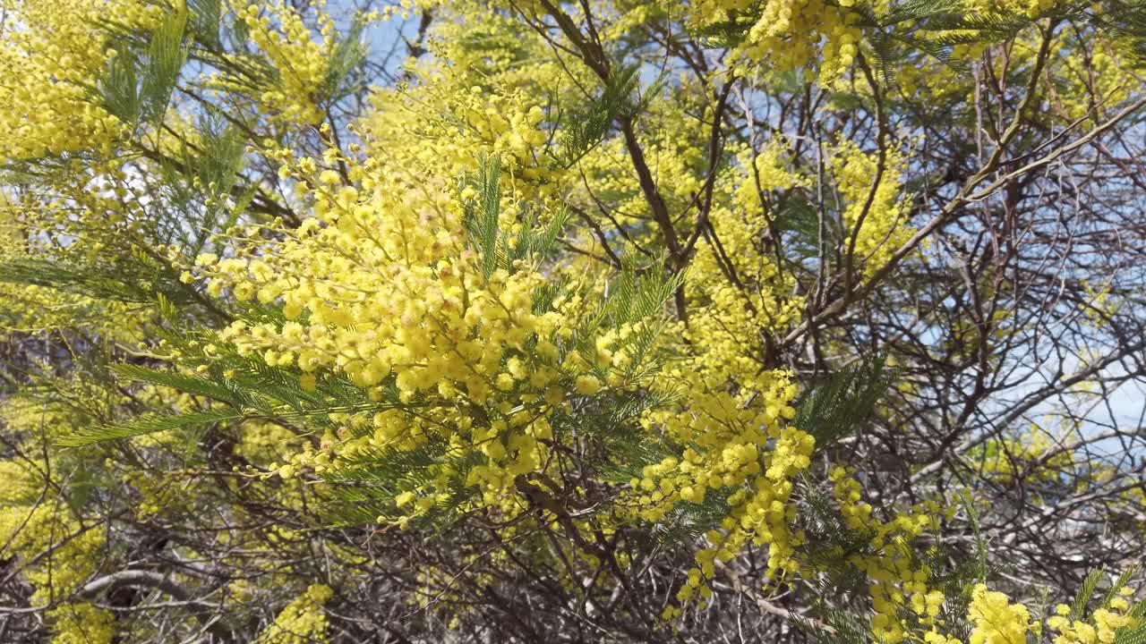 含羞草鲜花新鲜背景视频素材