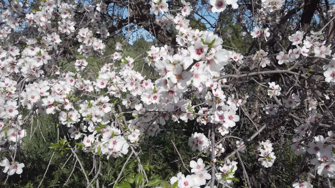 有杏花的花园视频素材