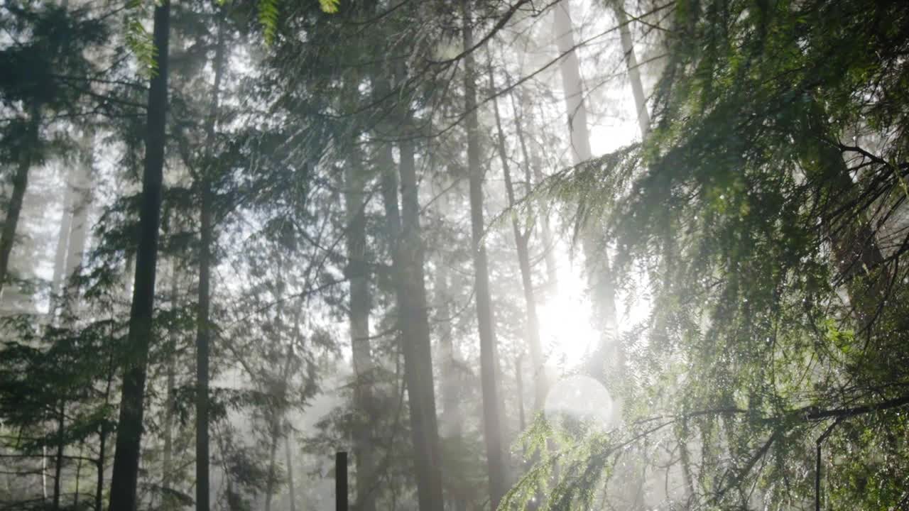 在加拿大一个晴朗的日子里，森林的低空照片视频素材