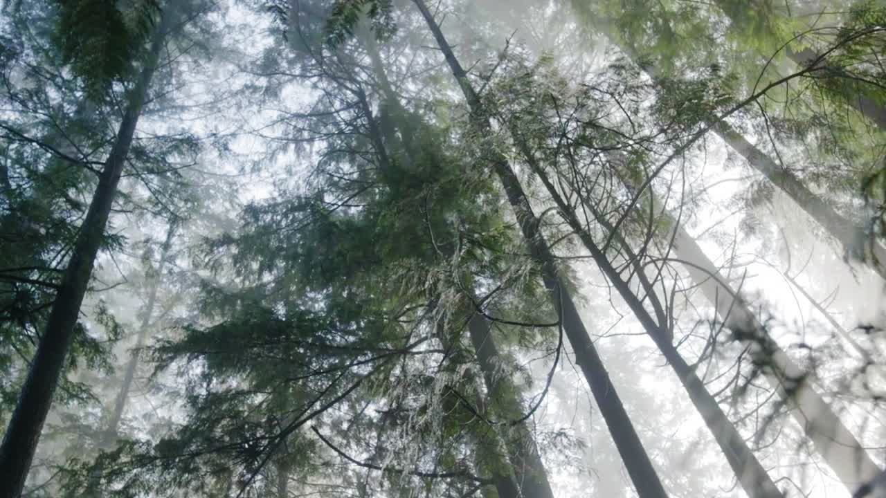 在加拿大一个晴朗的日子里，森林的低空照片视频素材