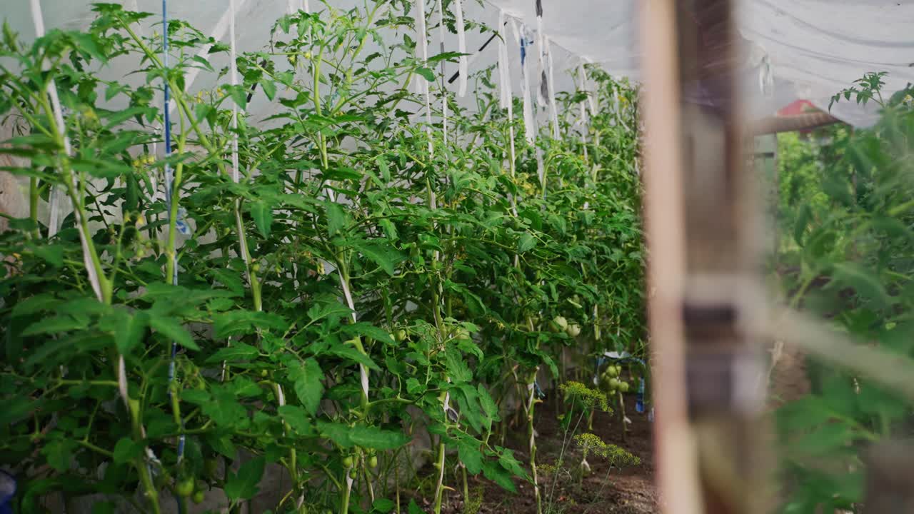 温室内种植番茄。视频素材