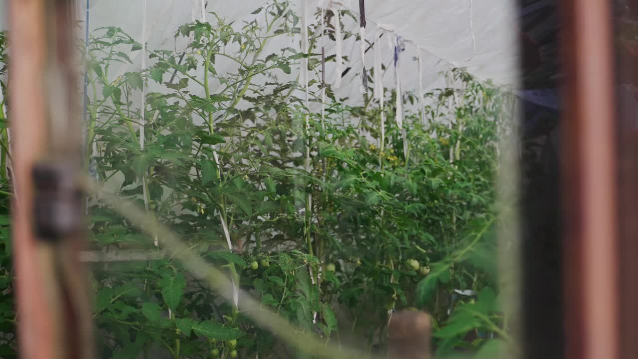 温室内种植番茄。视频素材