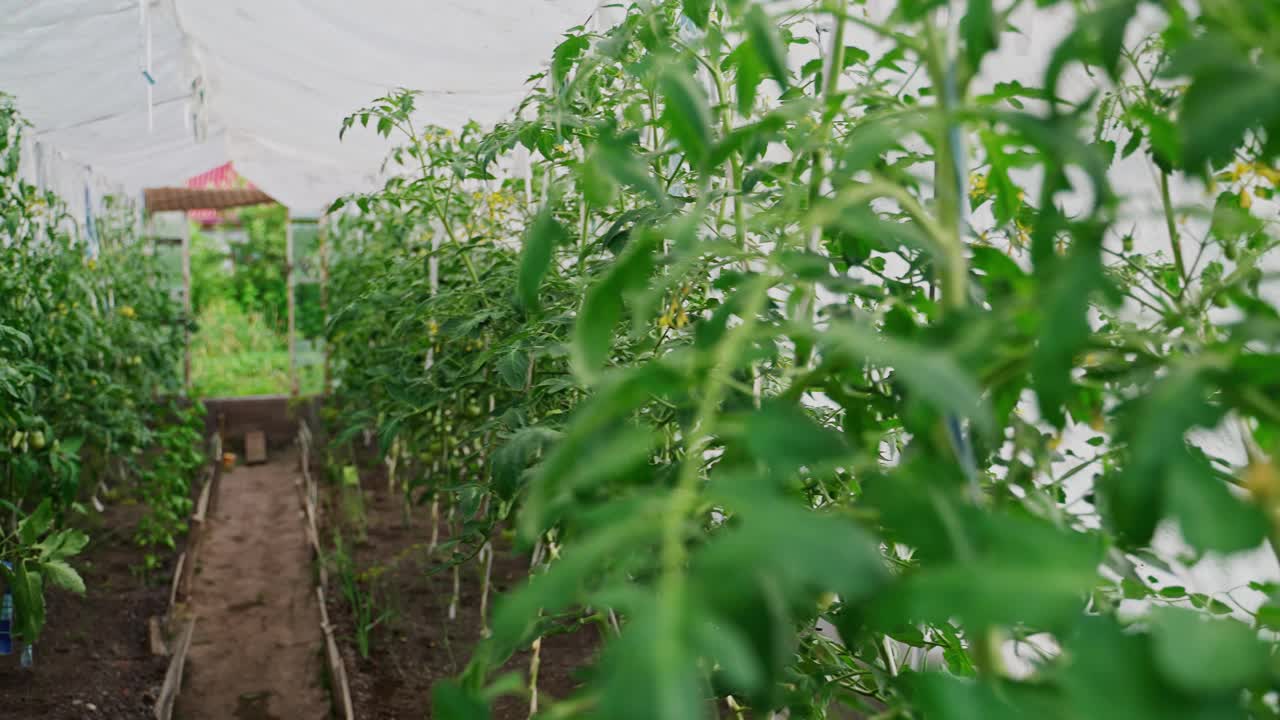 温室内种植番茄。视频素材