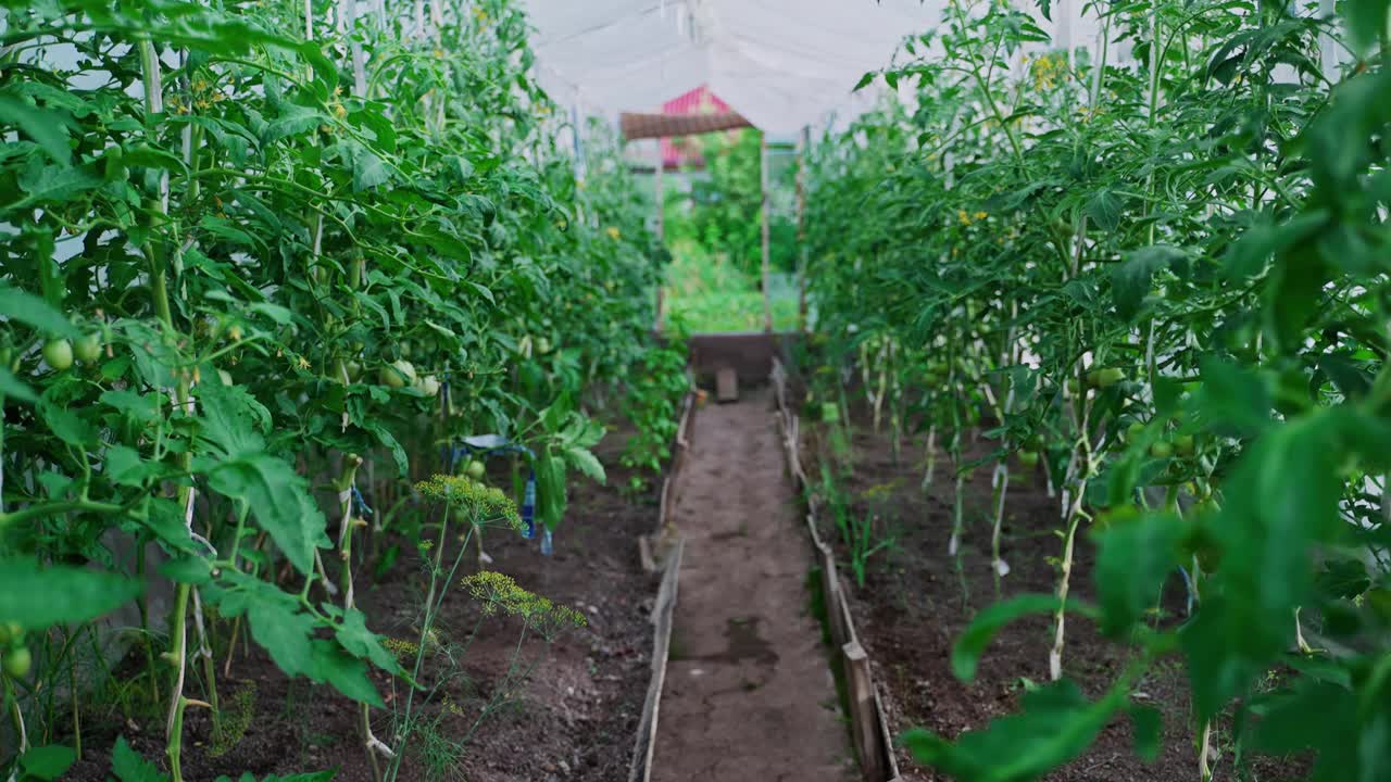 温室内种植番茄。视频素材