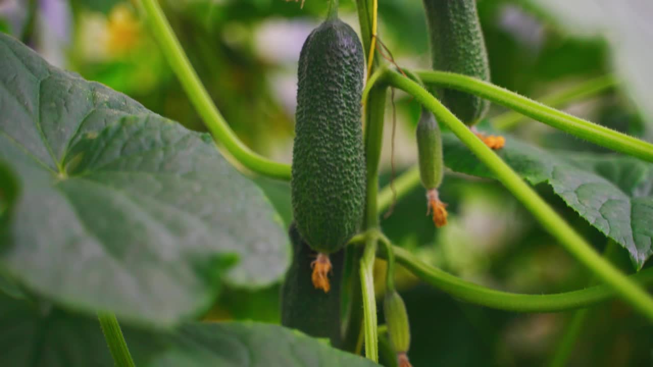 温室内种植黄瓜。视频素材