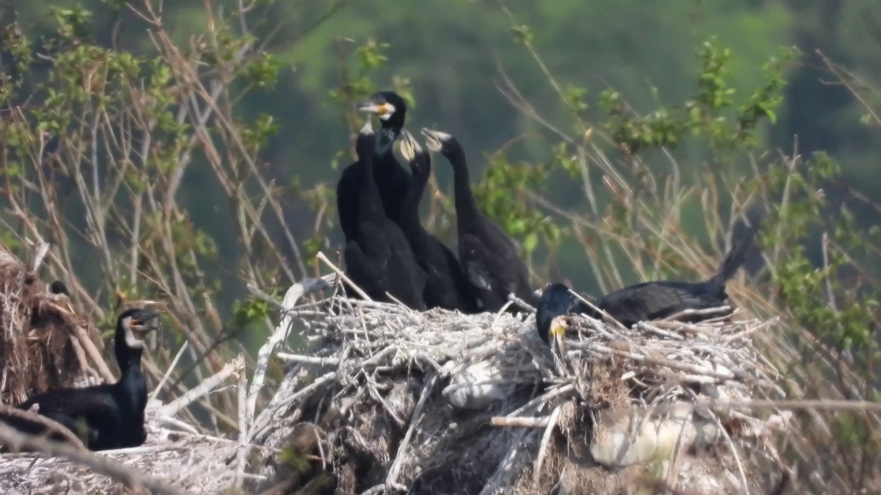 鸬鹚(Phalacrocorax)孵宝宝/韩国视频素材