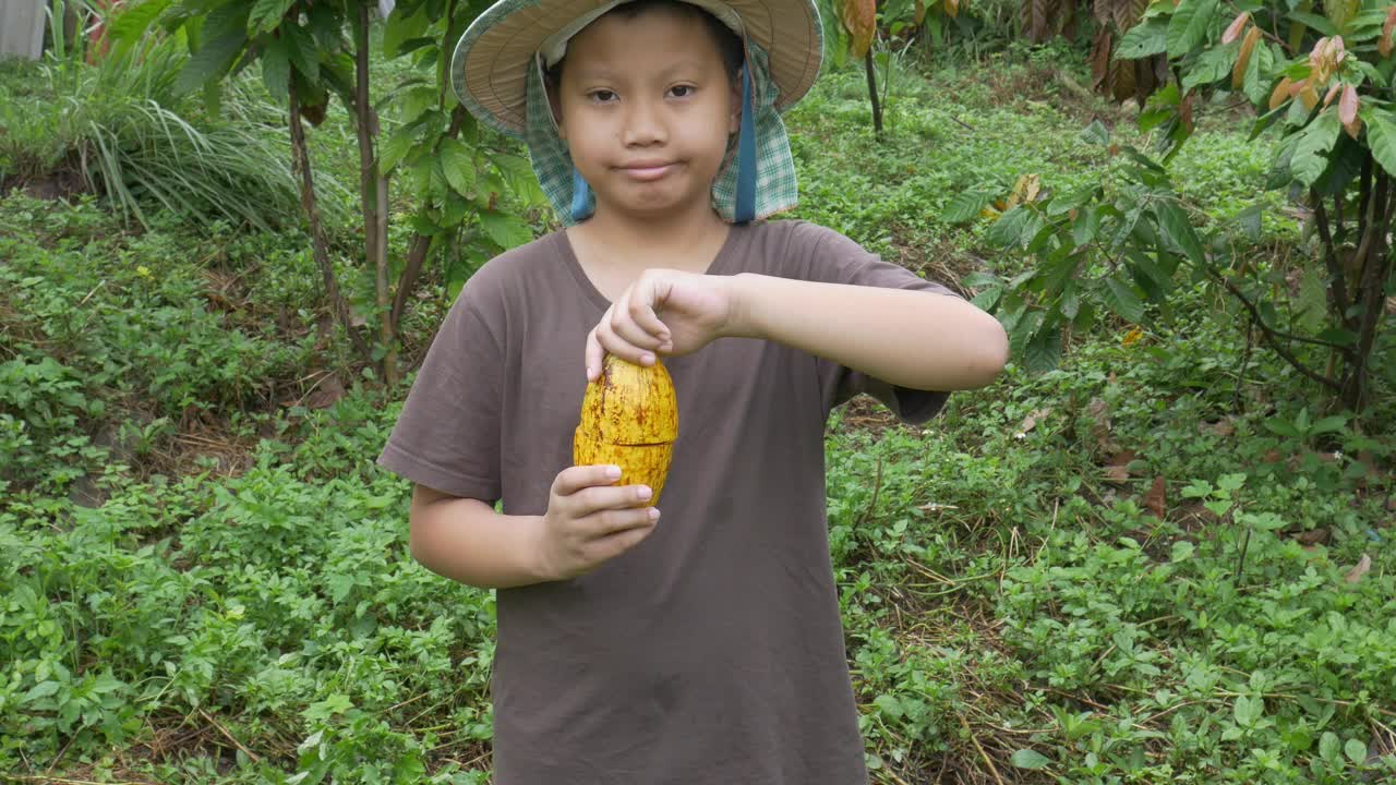 新鲜的可可水果和新鲜的可可豆荚在农民手中。视频素材