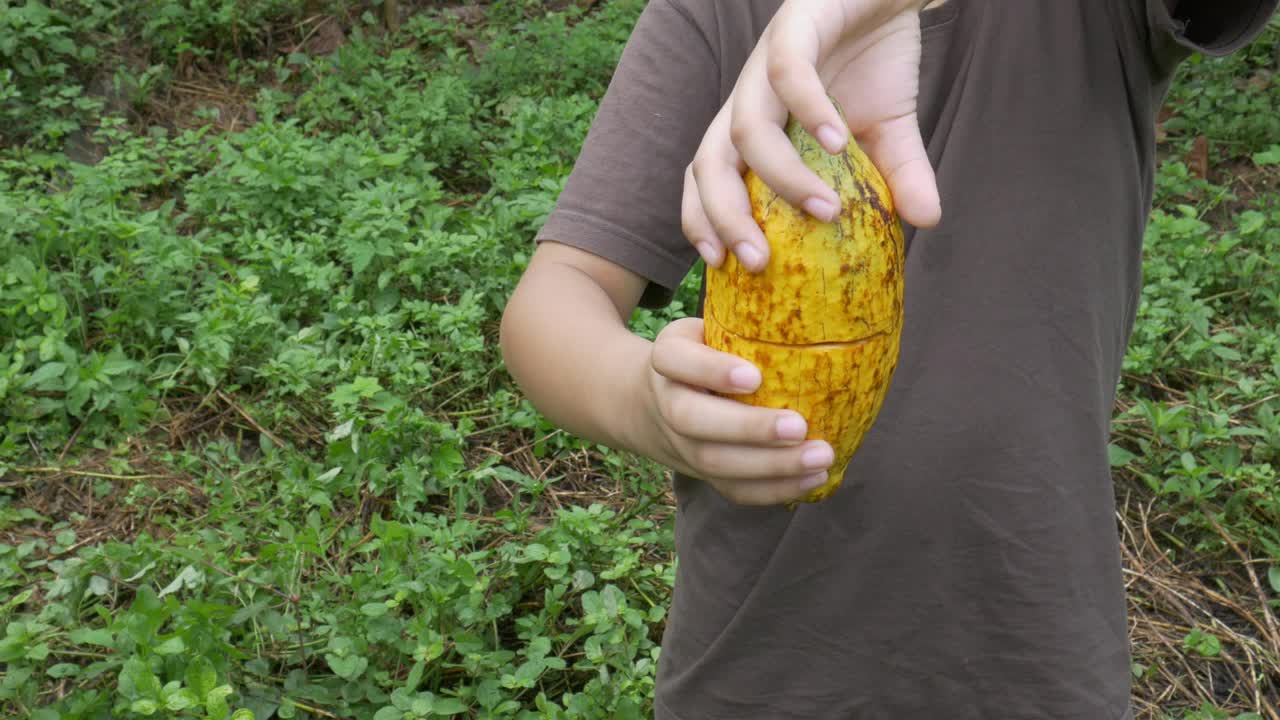 新鲜的可可水果和新鲜的可可豆荚在农民手中。视频素材