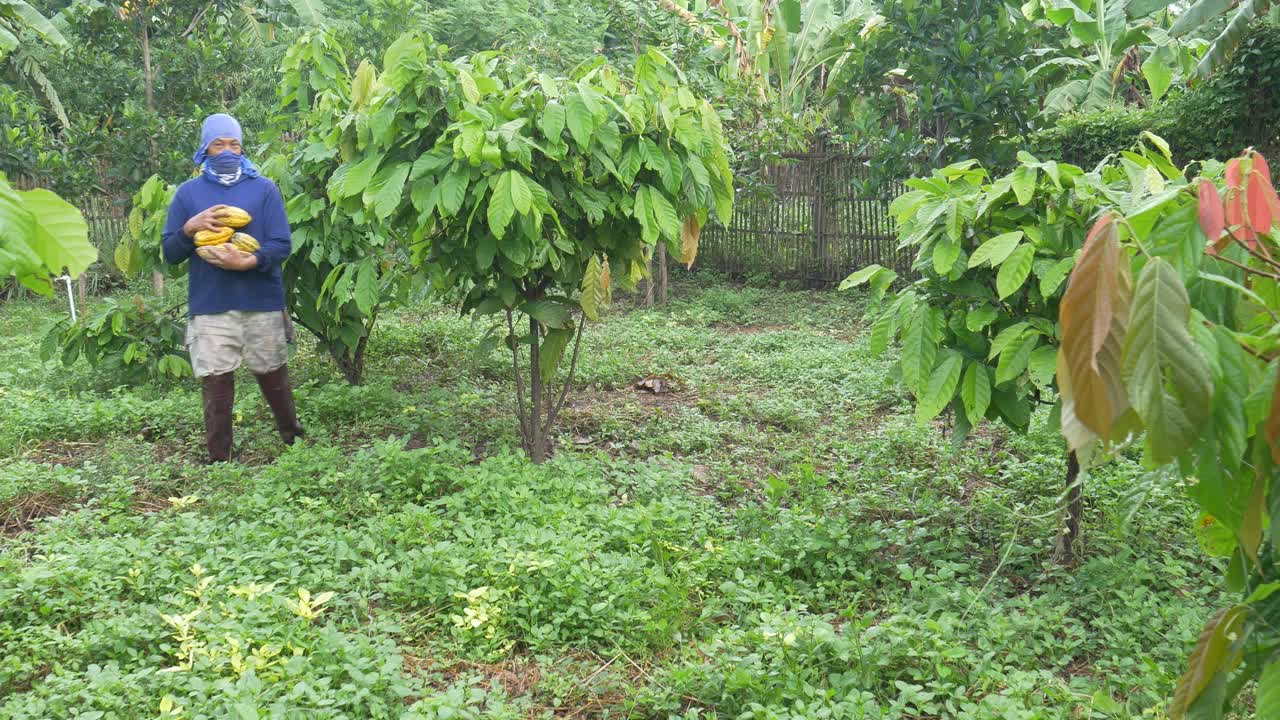 新鲜的可可水果和新鲜的可可豆荚在农民手中。视频素材