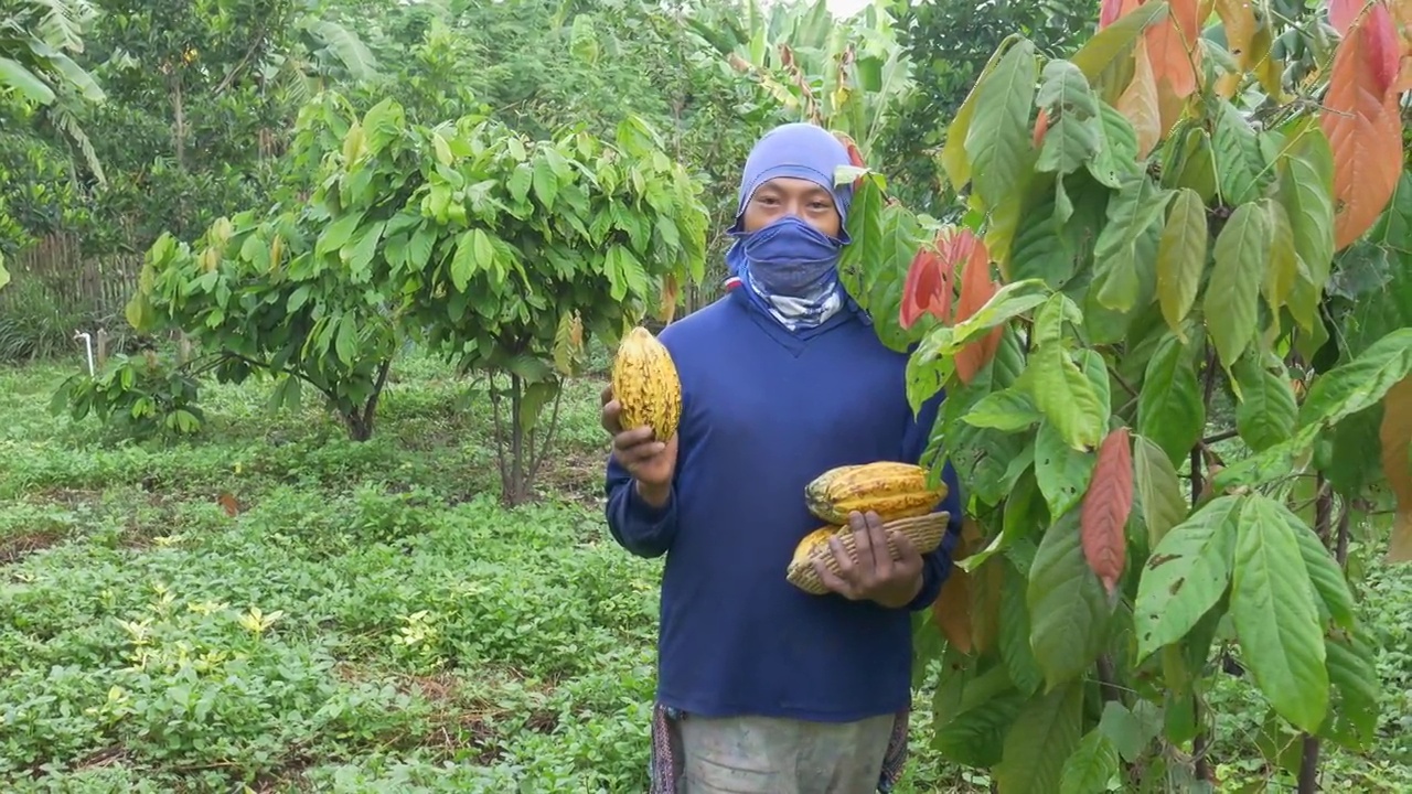 新鲜的可可水果和新鲜的可可豆荚在农民手中。视频素材