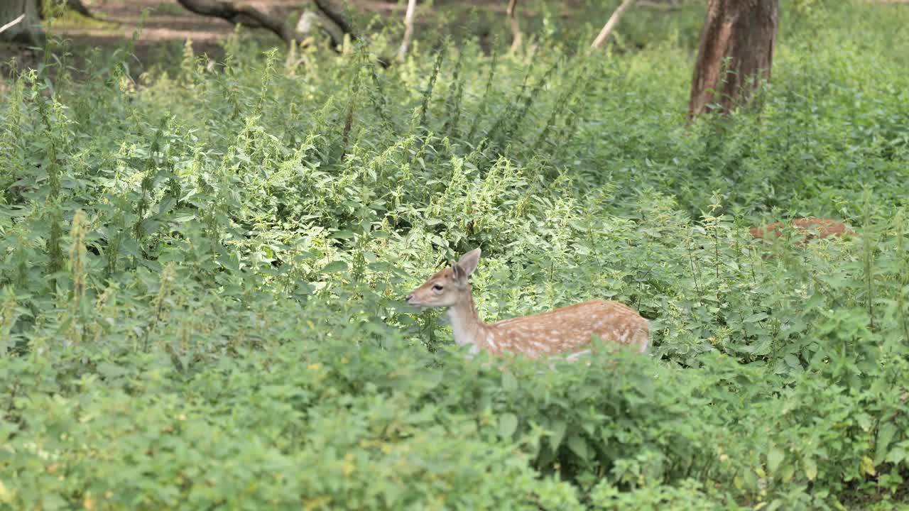 野生的鹿视频素材