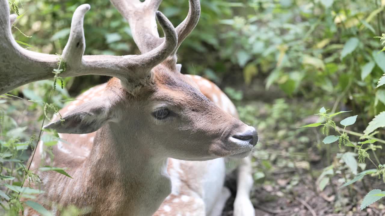 野生的鹿视频素材