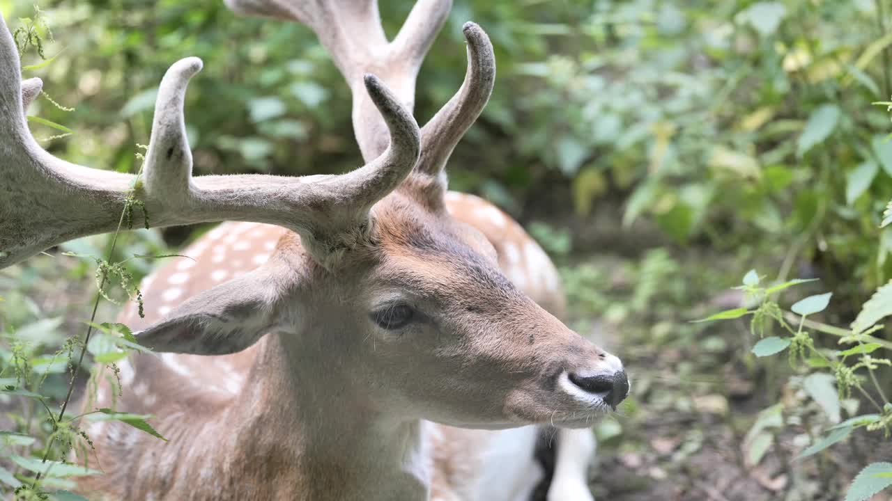 野生的鹿视频素材