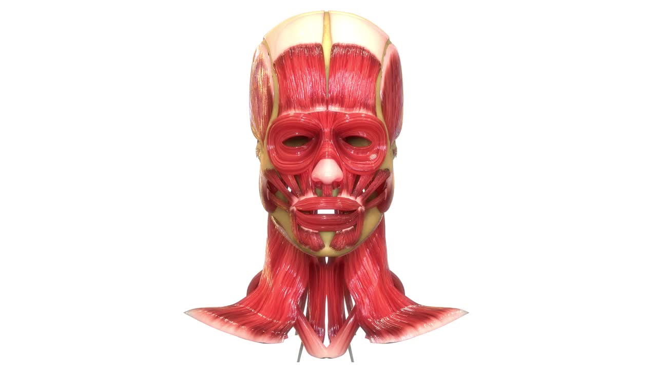 人体肌肉系统面部肌肉解剖动画概念视频素材