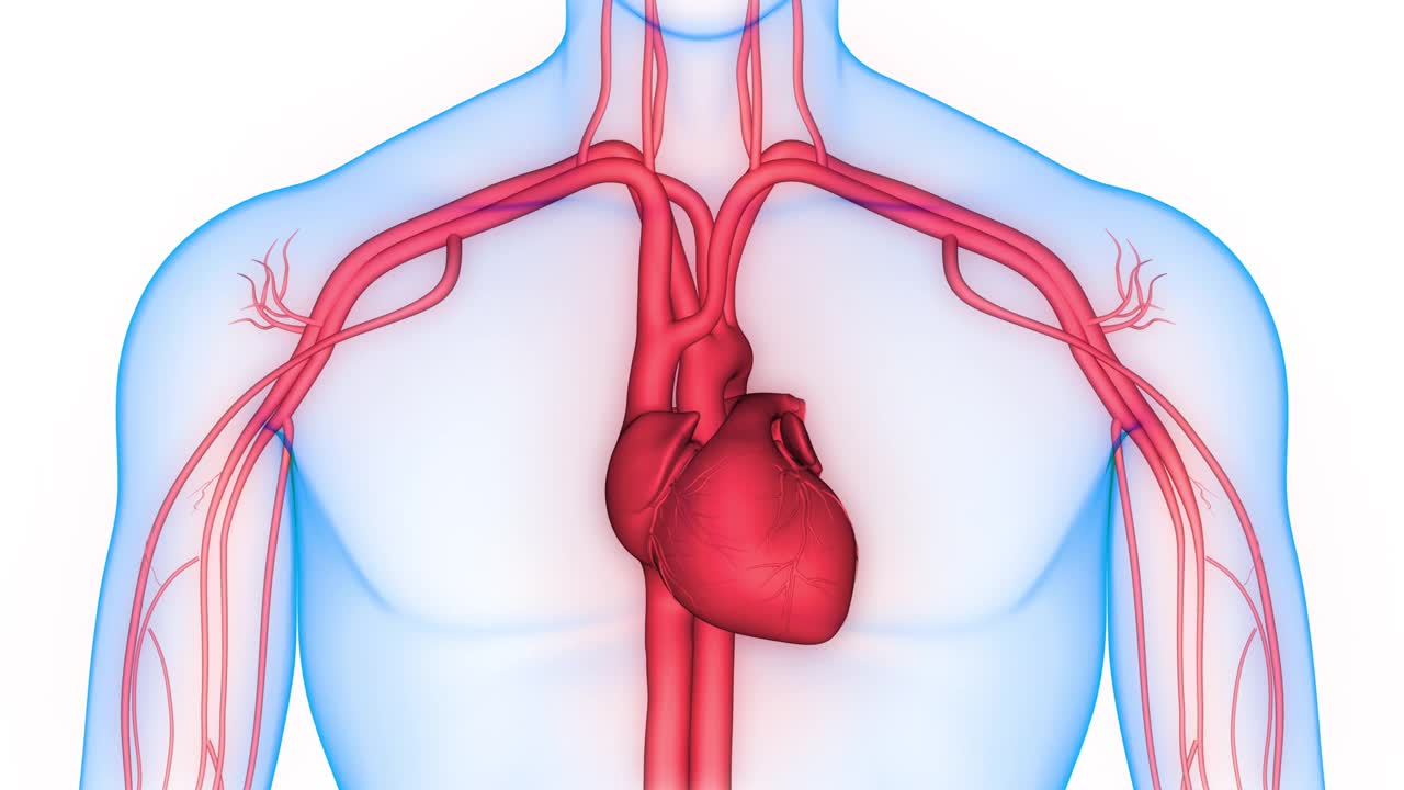 人体循环系统心脏跳动解剖动画概念视频素材