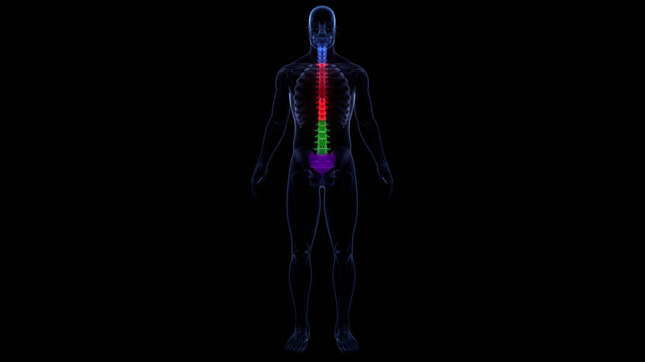 脊髓脊柱人体骨骼系统解剖动画概念视频素材