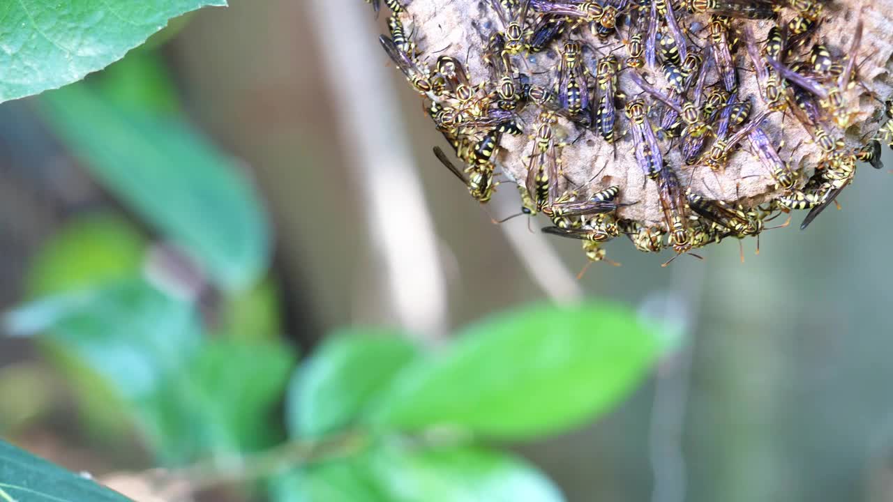 东部黄夹克纸黄蜂在绿色的叶子植物树上筑巢视频素材