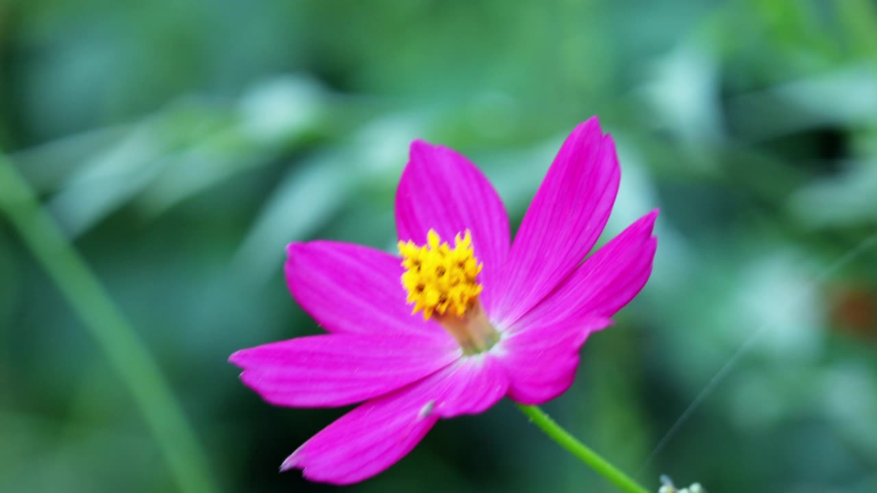 宇宙紫色的花，宇宙尾状图或乌拉姆拉贾在日落的灯光与风摇摆模糊的背景。概念自然和花卉。视频素材