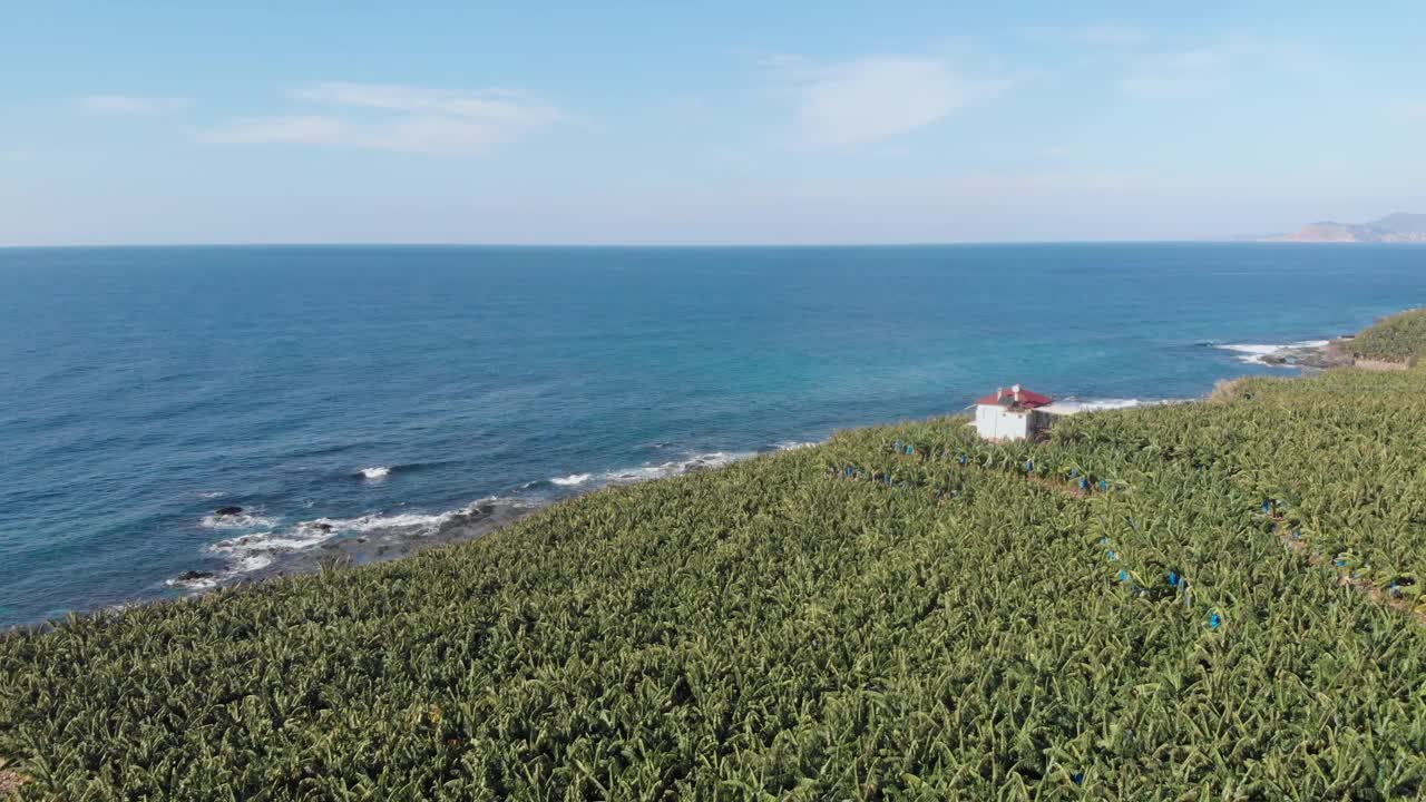 海天相映的香蕉种植园。种植绿色高大香蕉树的多品种农场。生长于热带气候的香蕉视频素材