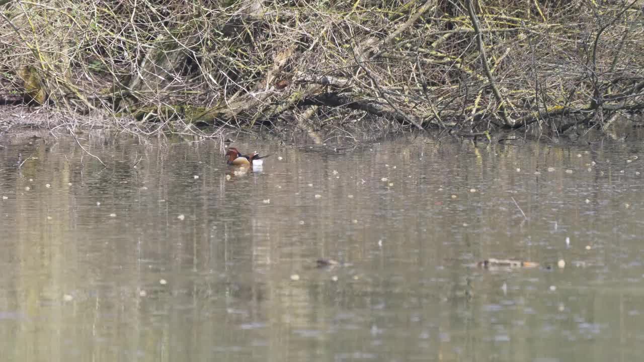 英国东南部自然保护区的野生鸳鸯在湖上游泳4k 60 fps视频下载