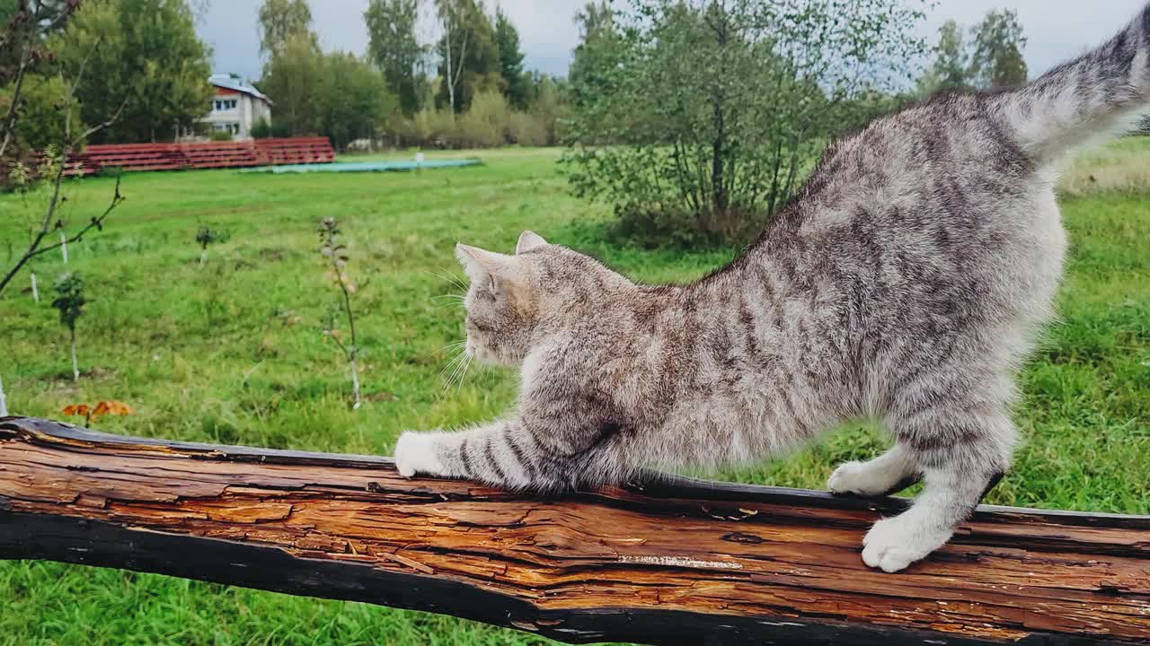 灰色虎斑猫在木栅栏上磨爪子。条纹猫在户外散步。乡村宠物视频素材